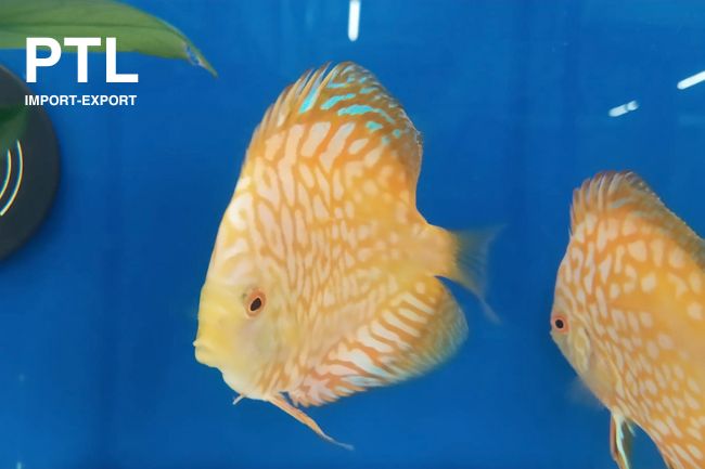 PTL-FW10110 DISCUS PTL GOLD SUN 10-12 CM